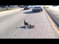 Cute ducklings cross road.
