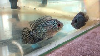 សមាជិកថ្មីមកដល់ហើយ  #aquarium #flowerhornfish #bettafish #arowanafish #guppies #howto #setup