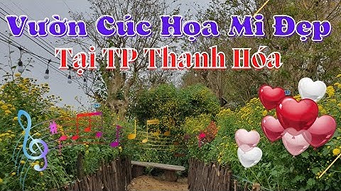 Vườn Cúc Họa Mi Đẹp Tại Núi Long TP.Thanh Hóa