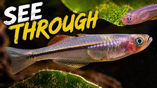 This Tiny Rainbowfish Is Almost Invisible - Pseudomugil pellucidus
