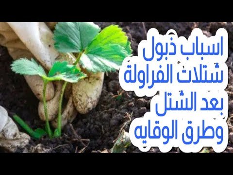 اسباب موت شتلات الفراولة بعد الشتل وطرق الوقايه