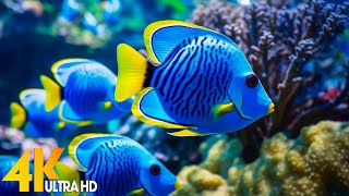 The Best 4K Aquarium for Relaxation 🐠 Relaxing Oceanscapes - Sleep Meditation 4K UHD Screensaver