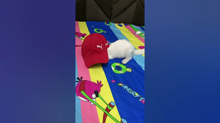 Video 10455351: turkish angora, lovely turkish