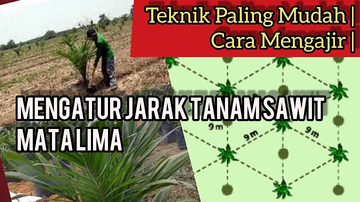 TIPS MUDAH | CARA PANCANG TANAM SAWIT MATA LIMA JA...