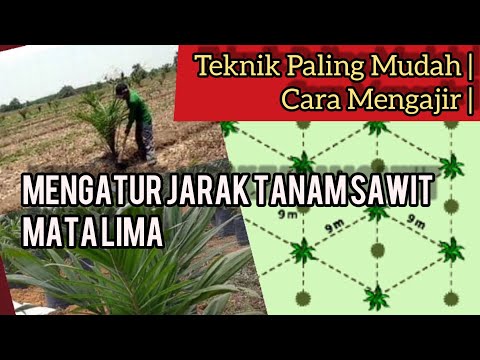 Video: Info Pohon Jarak - Pelajari Tentang Perawatan dan Penggunaan Tanaman Jarak