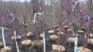Our Weeping Redbud Trees