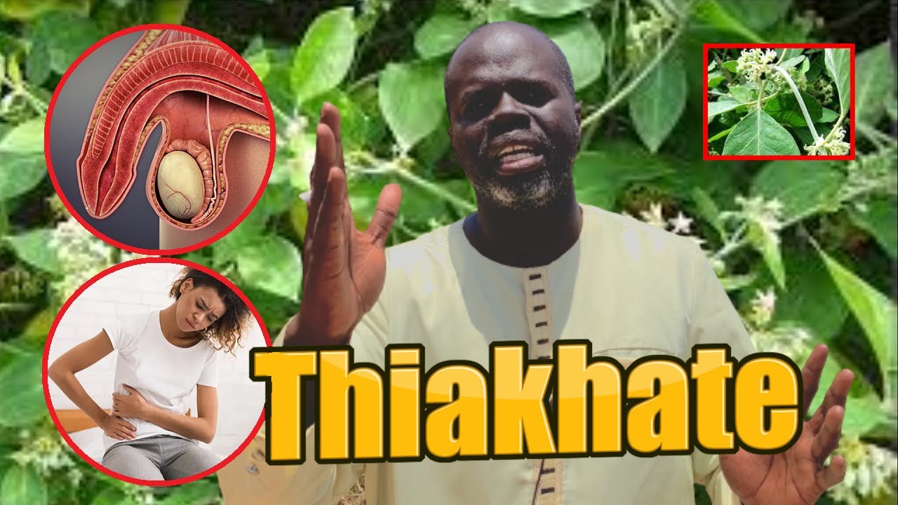 Ndiarignou Garabou Thiakhate ( LEPTADENIA HASTATA ) Pr Ousmane Ndiaye - SAMA XALAAT TV