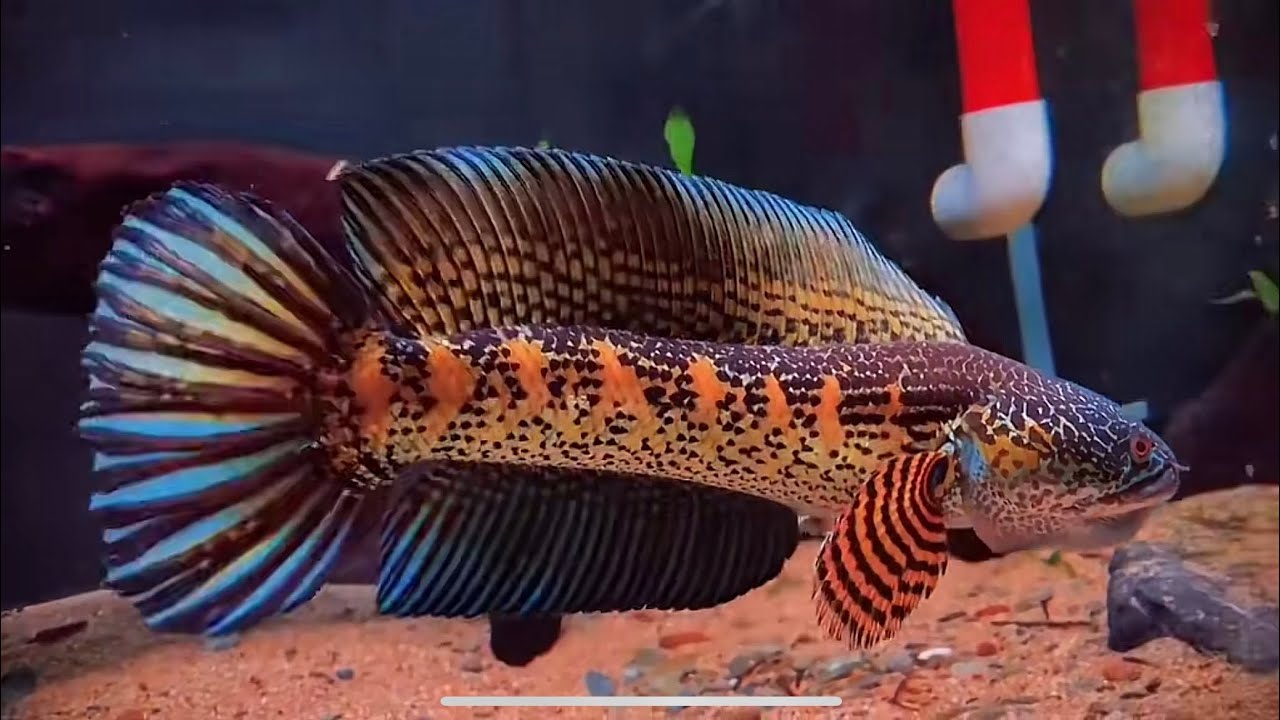 CÁ INĐO là NHƯ THẾ NÀO ? CÓ NÊN QUAN TRỌNG ĐẾN VIỆC CÁ NHẬP TỪ ĐÂU ?