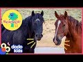 Hero Rescues Wild Horse Family Who Were Separated For So Long | Animal Videos for Kids | Dodo Kids