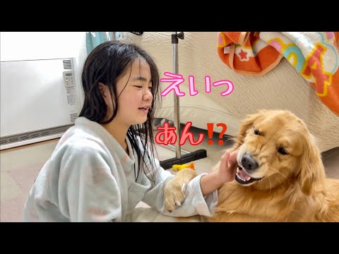 顔は怒りながらも絶対に姉の上から離れない姉ラブな大型犬クッキー【ゴールデンレトリバーとミニチュアダックスフンド】
