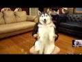 fatty but cute husky dog funny video