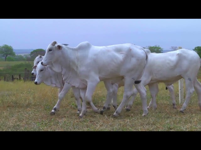 LOTE 30   14292 14334 14445 14455 14587 mp4