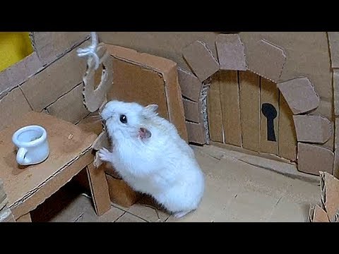 Мультфильм про белую мышку