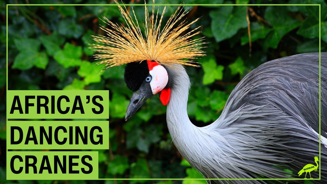 Colorful Crowned Cranes: Africa’s Amazing Dancing Birds