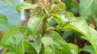 Let's Talk Gardening! Insect and Disease Identification and Control - Episode 5