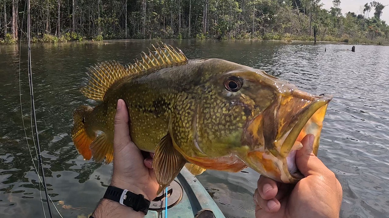 Primeira vez nesse lugar e foi ataque o tempo todo na pescaria! Muito tucunaré na superfície!!!