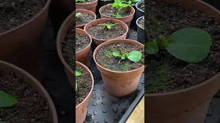 видео: Вторая обрезка гортензий картинка: Вторая обрезка гортензий