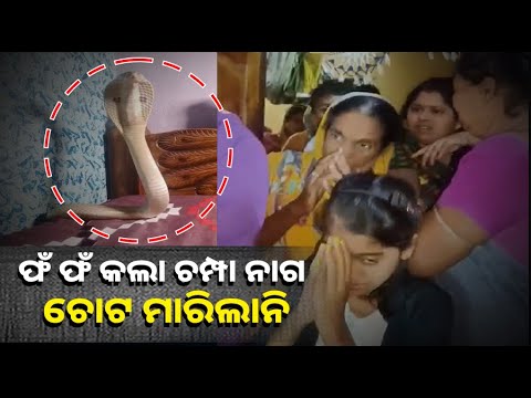 ଶେଯରେ ଶୋଇଥିଲେ ମହିଳା, ସାପର ଫଁଫଁ ଶବ୍ଦ ଶୁଣି ଉଠି ପଡ଼ିଲେ । ଭୟରେ ଦେହ ଥରି ଉଠିଲା