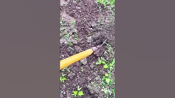 smart tool for cleaning weed pests on plants #shorts