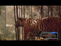 Tiger Vs Sambar Deer A Dramatic Showdown Tiger Vs Sambar Deer A Dramatic Showdown
