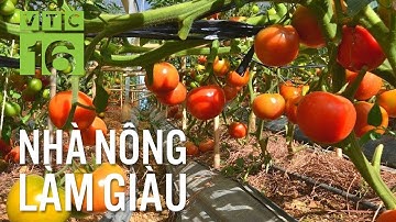 Phát sốt với giống cà chua mới cho 5 tấn quả/sào | VTC16