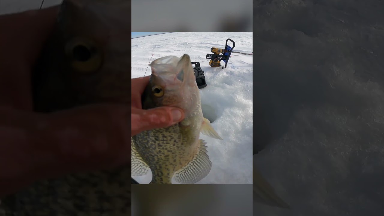 This Lure CRUSHES Red Lake Crappies
