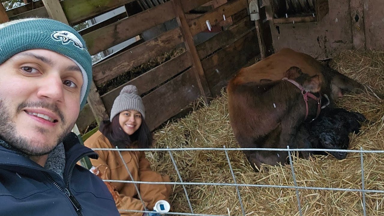 We welcome our first homestead calf! Jersey family cow gives birth on a ...