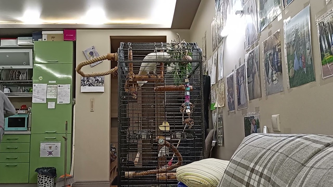 Зефирина пищит