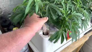Raw Garden Drying Update