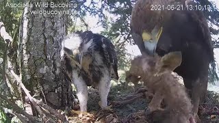 Bucovina ~ Female Eagle Brings In 5TH ROE DEER! Long Feeding & Massive Crop On Eaglet Again 6.21.21
