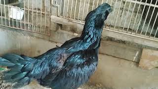 The World of Gamefowl Chicken - My future Broodhen -  Peruvian Blacknight muff