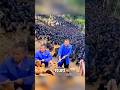 Solusi untuk menghemat pakan ayam menggunakan labu #chicken #shorts