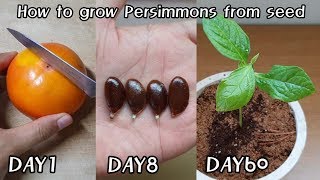 How to grow Persimmons from seed