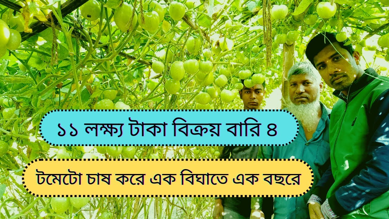 ১১ লক্ষ্য টাকা বিক্রয় বারি ৪ টমেটো।এক বছরে এক বিঘা ক্ষেত থেকে#OurAround