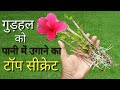 गुड़हल का पौधा उगाएं पानी में टॉप सीक्रेट// Hibiscus plant grow in water Top secret