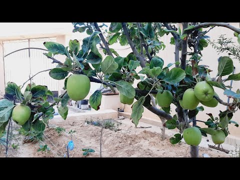 أفضل طريقة تجعل شجرة التفاح تنتج بكميات كبيرة في الموسم تقليم التفاح البلدي الحلقة 129