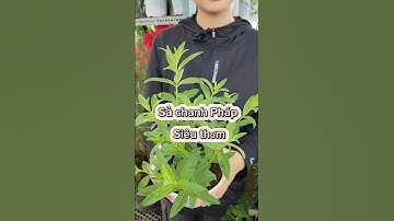 Khám phá bí quyết thư giãn tuyệt vời từ cây sả chanh Pháp (Lemon Verbena)