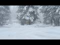 6 backcountry skiers found alive, 10 missing after Donner Pass avalanche in Sierra Nevada: officials