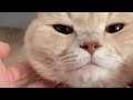 고양이 반죽 영상
