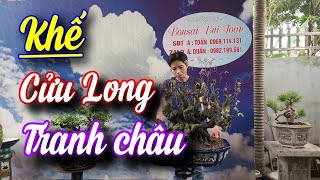 SH.7215. Cây Khế CỬU LONG TRANH CHÂU cực kì đẹp vườn cảnh Bùi Toản.