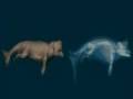 Whale evolution: from the land to the sea
