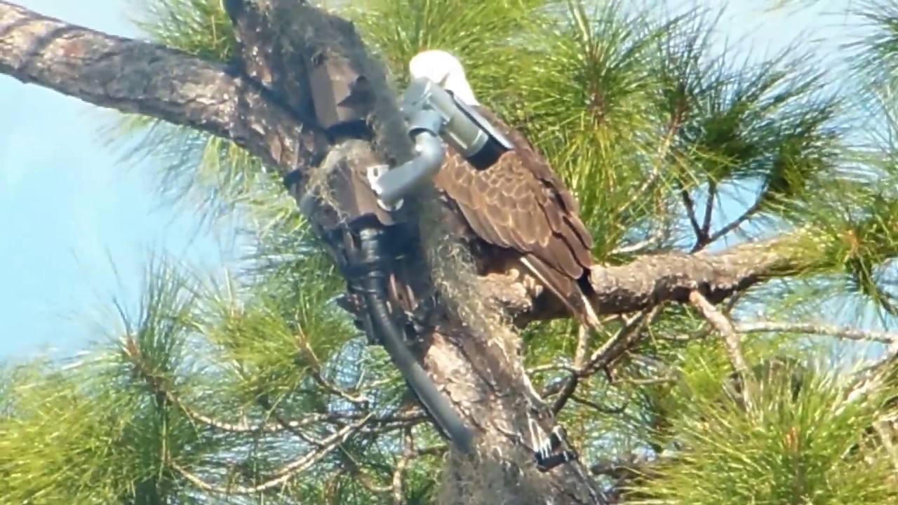 AGUILA DE PICO AMARILLO YouTube AGUILA DE PICO AMARILLO YouTube
