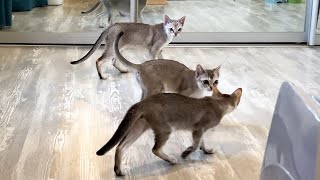 SINGAPOREAN KITTENS meet an alien cat