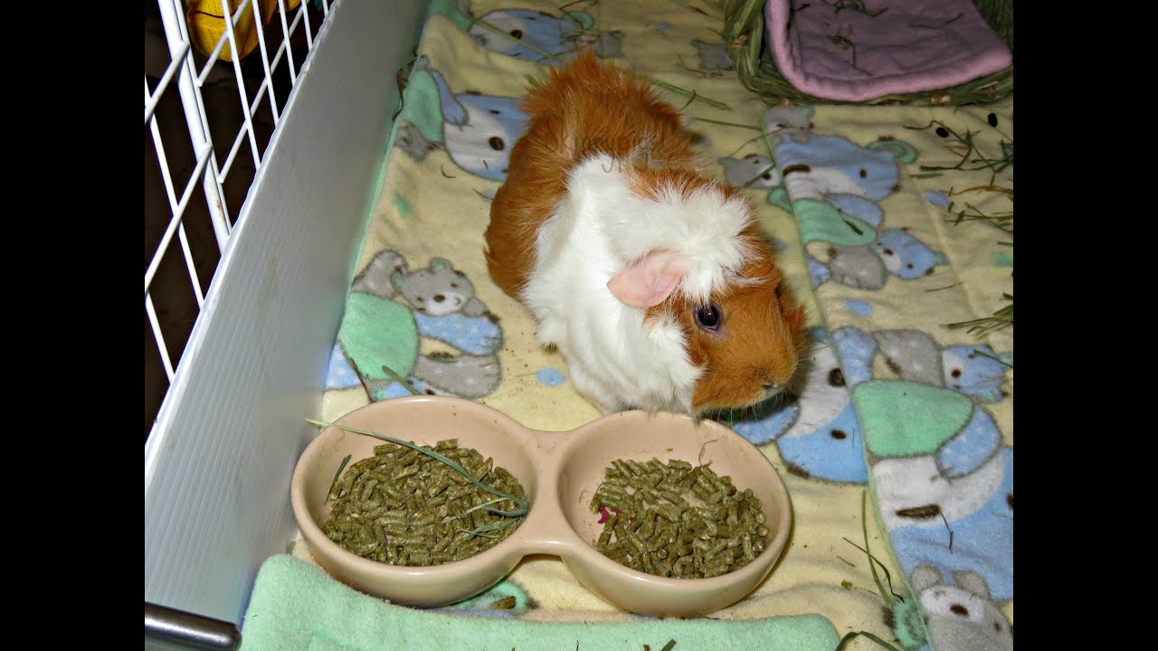 Cleaning 4 C&C Cages With Fleece Guinea Pig Housing YouTube