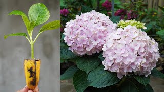 Secrets to Growing Hydrangeas from Cuttings Unveiling Gardening's Hidden Techniques by DIY Garden World 4,255 views 8 months ago 9 minutes, 36 seconds