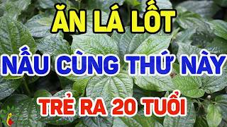 Ăn lá lốt nấu cùng thứ này gan thận hồi sinh, trẻ ra 20 tuổi