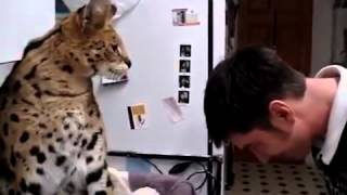 Такую кошку лучше не злить Кот породы Ашера Такую кошку лучше не злить Кот породы Ашера