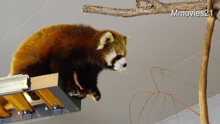 Red Panda was advanced courage~レッサーパンダ　ホクトにとって難しいポイント