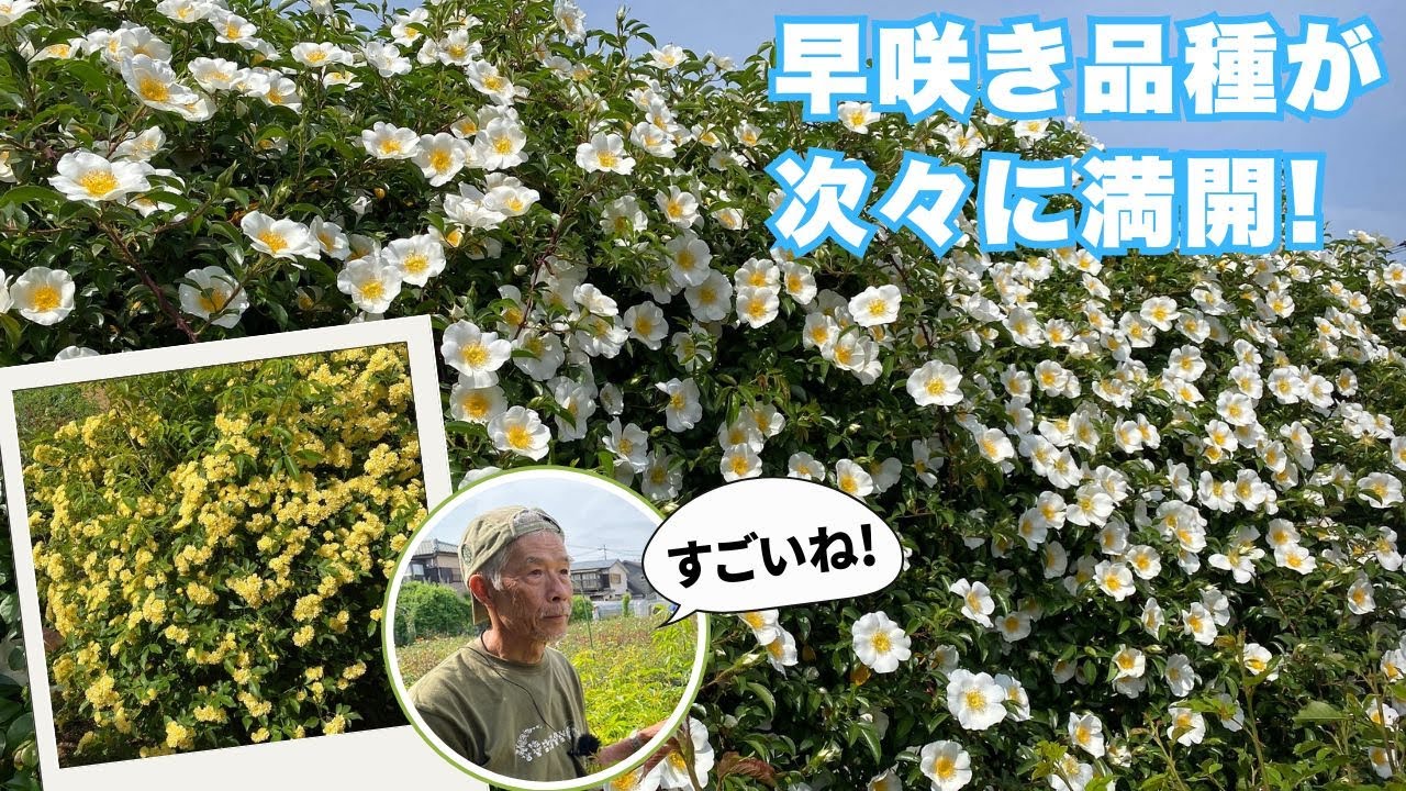 葉のふちに大量のイモムシが！チュウレンジバチによる食害と対処・予防