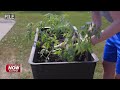 Allen SWCD reminds residents to use fertilizer and pesticides safely this gardening season